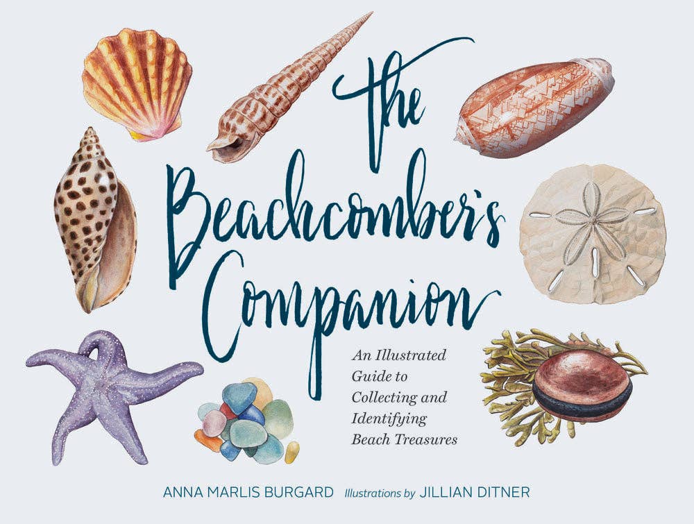 Cover of 'The Beachcomber's Companion' featuring watercolor illustrations of various shells and a starfish with the title and author's name, Anna Maria Burgard, displayed prominently.